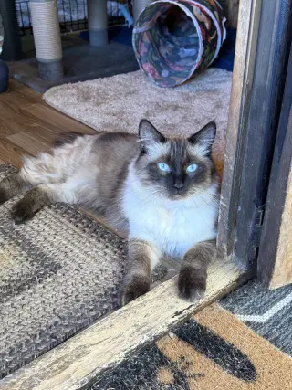 Mochi