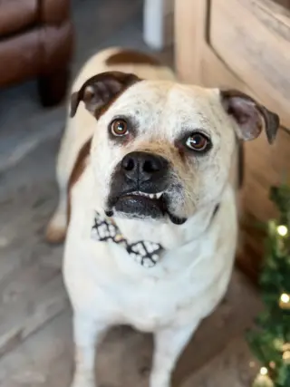 Logan