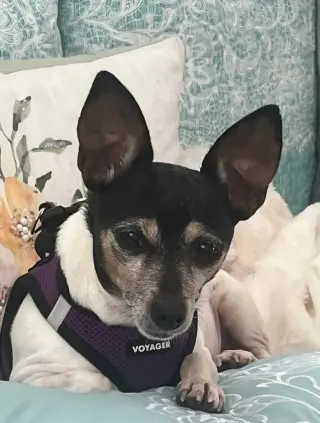 Tanzi