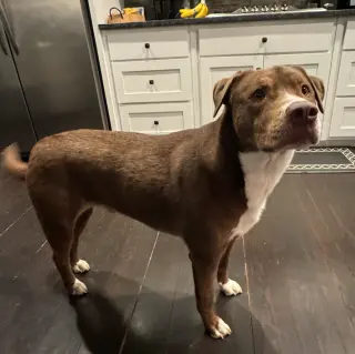 Mo