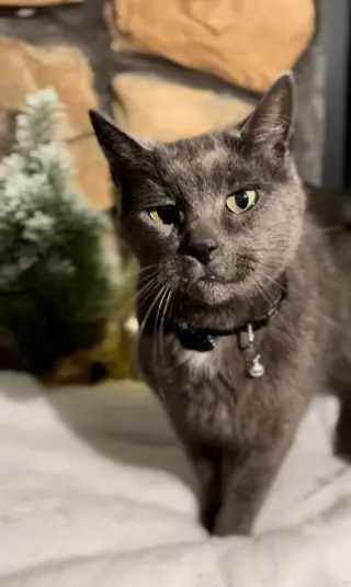 Earl Grey