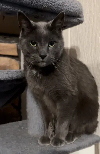 Earl Grey