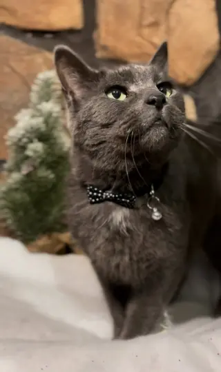 Earl Grey