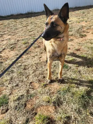 Roxanne located in New Mexico (aka Roxie)