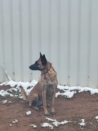 Roxanne located in New Mexico (aka Roxie)