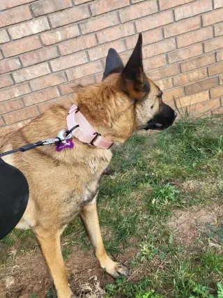 Roxanne located in New Mexico (aka Roxie)