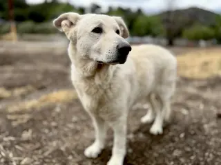 Rocco