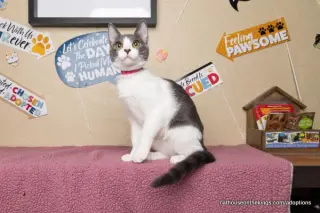 Abby