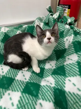 Abby