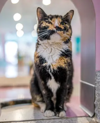 Maple (bonded to Pumpkin) - KBC