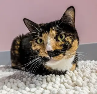 Maple (bonded to Pumpkin) - KBC