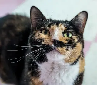 Maple (bonded to Pumpkin) - KBC