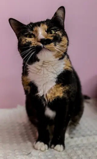 Maple (bonded to Pumpkin) - KBC
