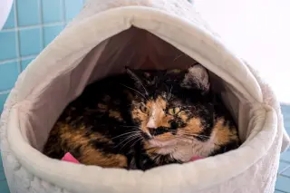 Maple (bonded to Pumpkin) - KBC