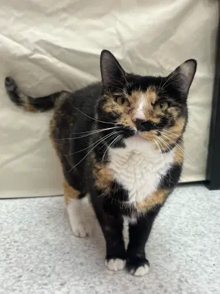Maple (bonded to Pumpkin) - KBC