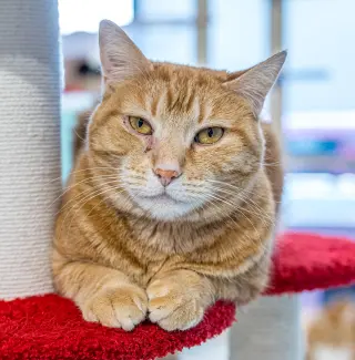 Pumpkin (bonded to Maple) - KBC