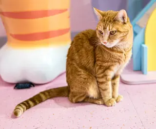 Pumpkin (bonded to Maple) - KBC