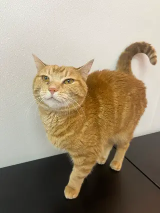 Pumpkin (bonded to Maple) - KBC