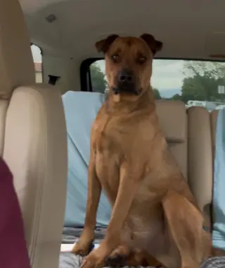 SIMBA