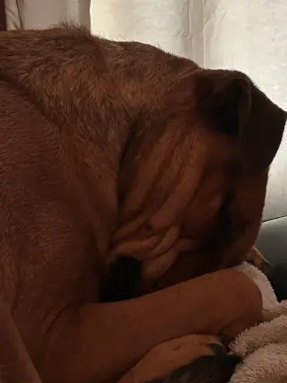 SIMBA