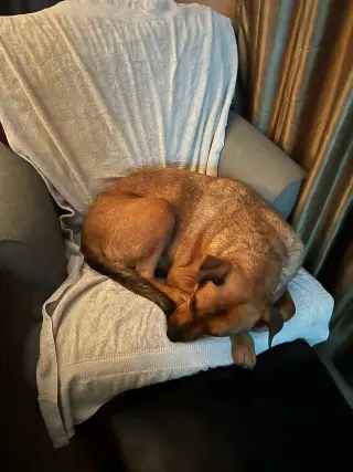 SIMBA