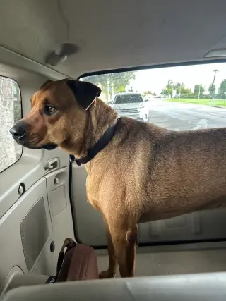 SIMBA
