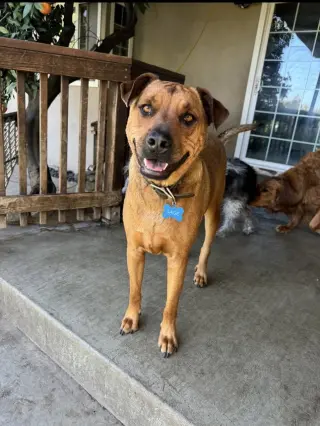 SIMBA