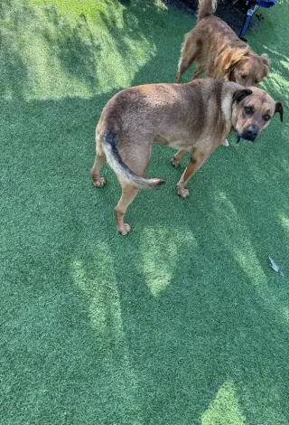 SIMBA