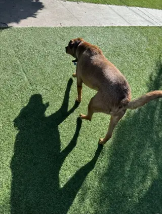 SIMBA