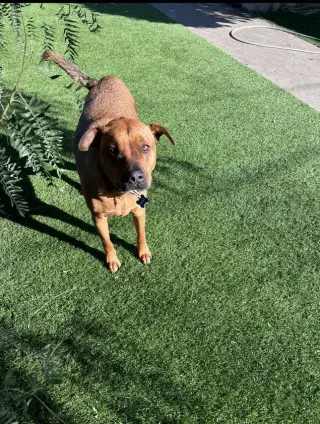 SIMBA