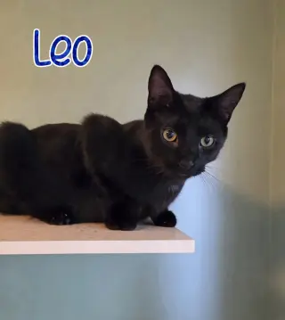 Leo