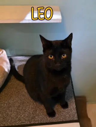 Leo