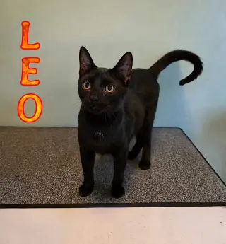 Leo