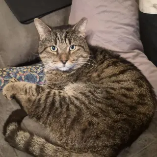 Junior (Best Lap Cat!)