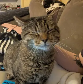 Junior (Best Lap Cat!)