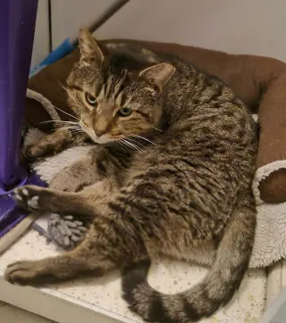 Junior (Best Lap Cat!)