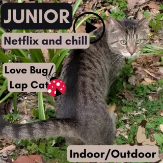 Junior (Best Lap Cat!)