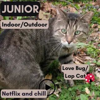 Junior (Best Lap Cat!)