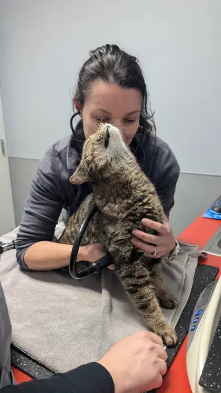 Junior (Best Lap Cat!)