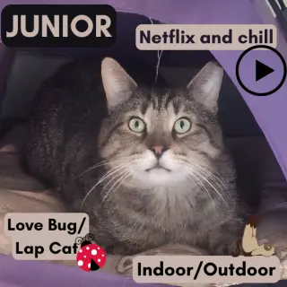 Junior (Best Lap Cat!)