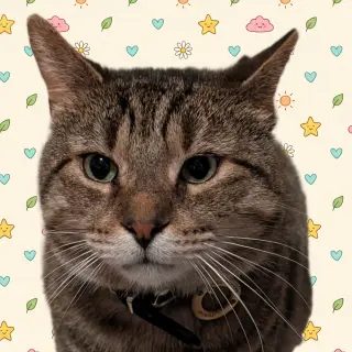 Junior (Best Lap Cat!)