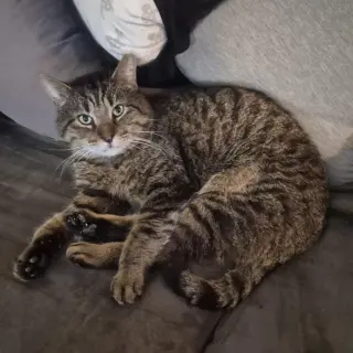 Junior (Best Lap Cat!)