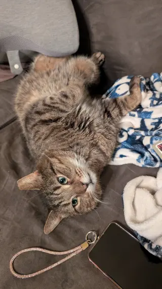 Junior (Best Lap Cat!)