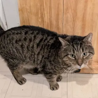 Junior (Best Lap Cat!)