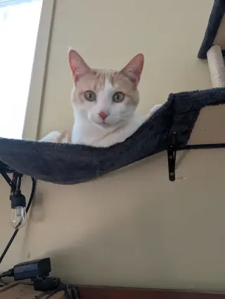 Luisa