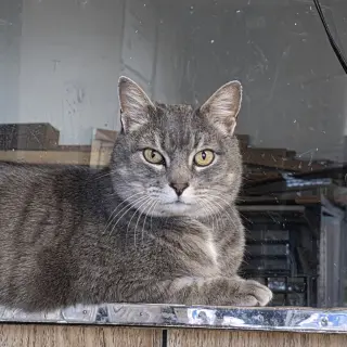Ilari - AC Kitty!