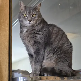 Ilari - AC Kitty!