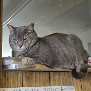 Ilari - AC Kitty!