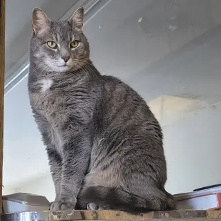 Ilari - AC Kitty!
