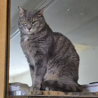 Ilari - AC Kitty!